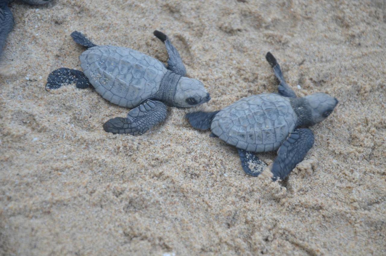 Turtle Beach House Vengurla Dış mekan fotoğraf