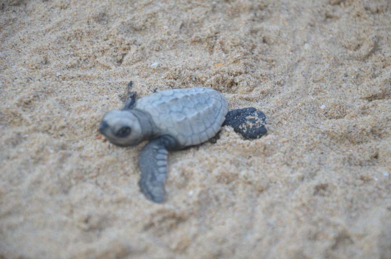 Turtle Beach House Vengurla Dış mekan fotoğraf