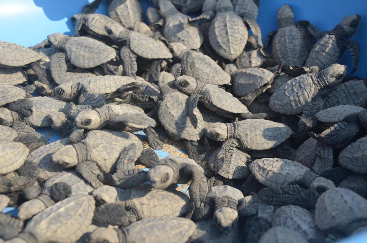 Turtle Beach House Vengurla Dış mekan fotoğraf