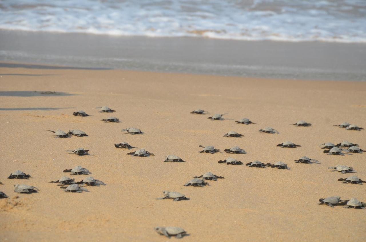 Turtle Beach House Vengurla Dış mekan fotoğraf