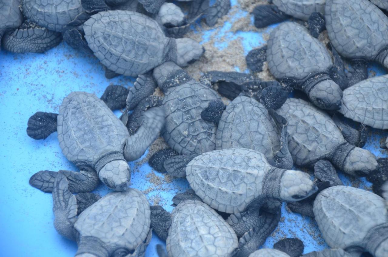 Turtle Beach House Vengurla Dış mekan fotoğraf