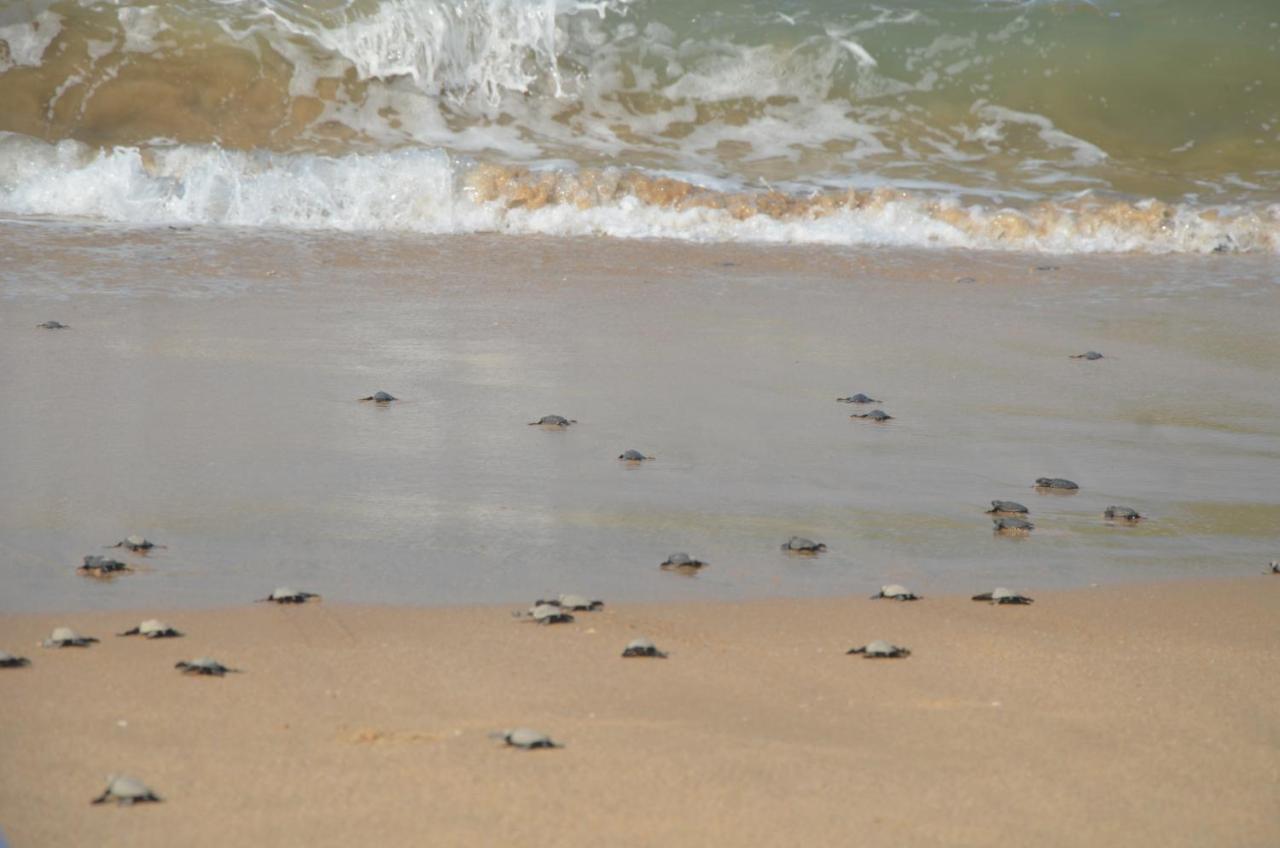 Turtle Beach House Vengurla Dış mekan fotoğraf